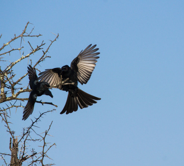 Forktailed Drongos Forktailed Drongos