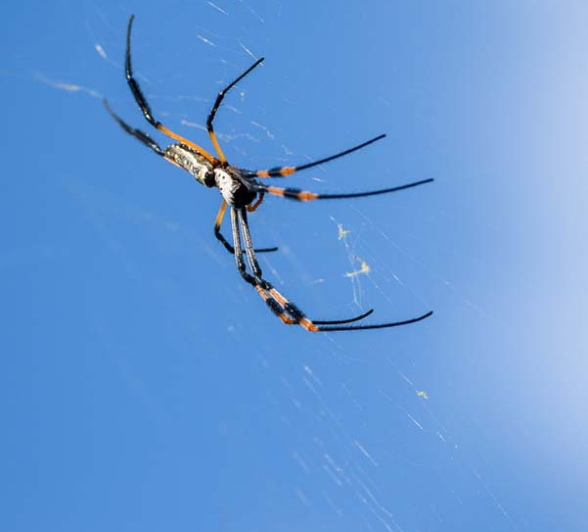 Mike Palmer Golden Orb Mike Palmer Golden Orb