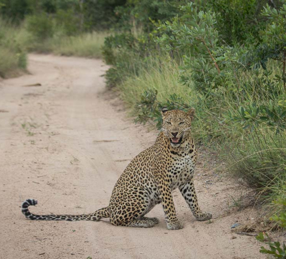 Kosie Max Blog1 Kosie Max Blog1