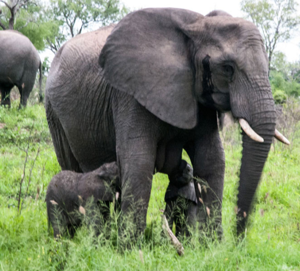 Ellietwins 0 0 Ellietwins 0 0