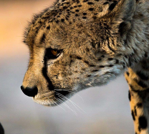 36Sheldon Hooper Male Cheetah 5 36Sheldon Hooper Male Cheetah 5