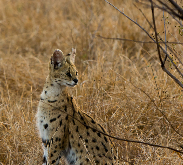 Serval 3 Serval 3