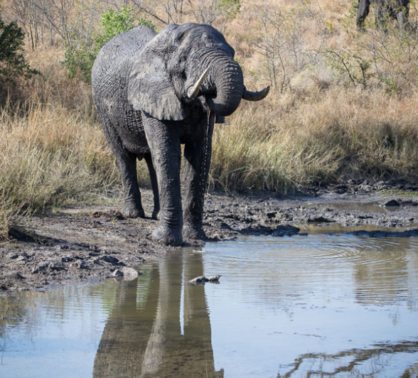 Ndlovu Bull Puzamanzi  Ndlovu Bull Puzamanzi