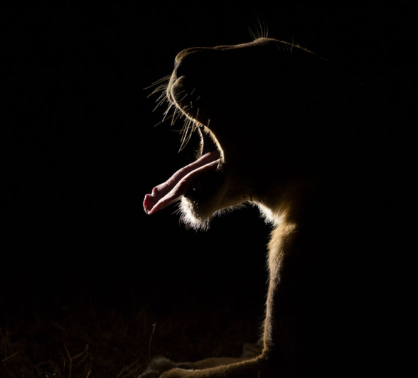 Mandleve Backlit 1 Mandleve Backlit 1