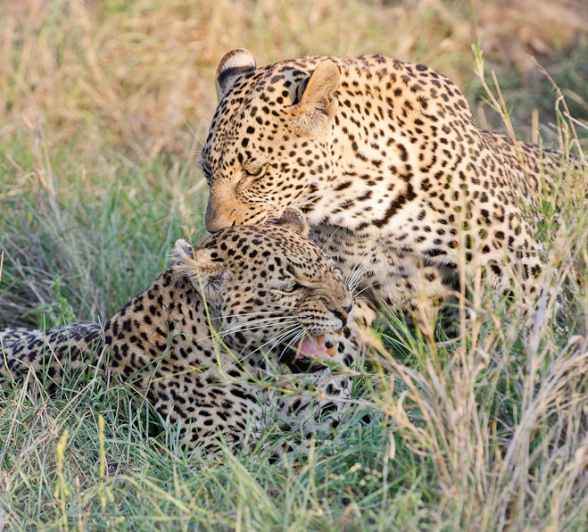 Leopards Interacting Leopards Interacting