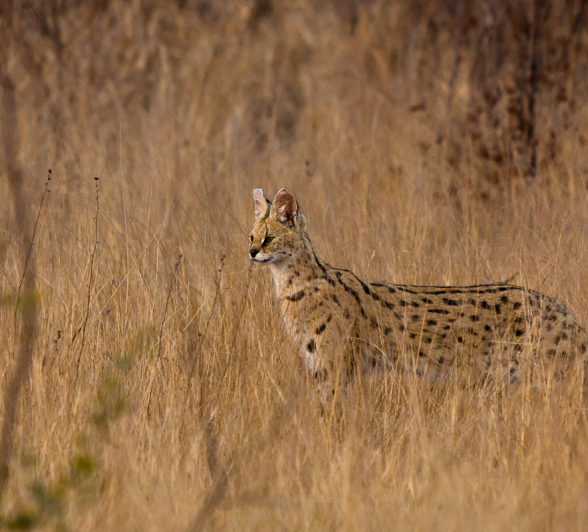 Serval 6 Serval 6