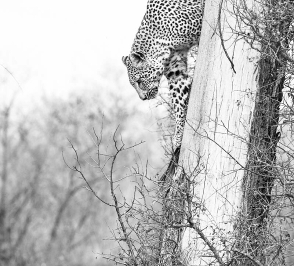 16Terry Ennever Ww Hyenas19 16Terry Ennever Ww Hyenas19