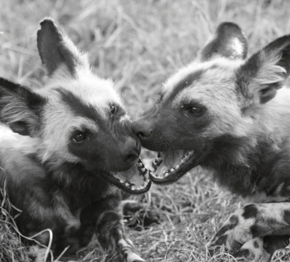 Blog6004 Richard De Gouveia Blog6004 Richard De Gouveia