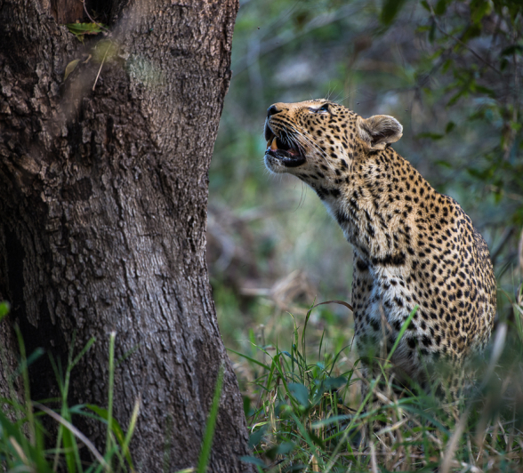 Warthog Wallow And Cub 2 Warthog Wallow And Cub 2