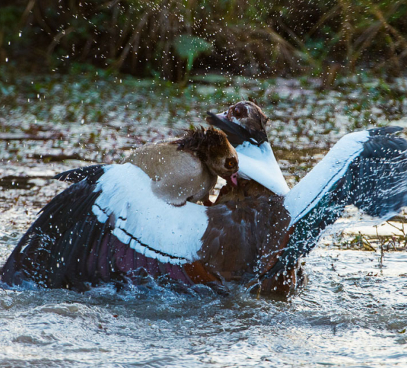 Egyptiangeesefight.Terry  Egyptiangeesefight.Terry