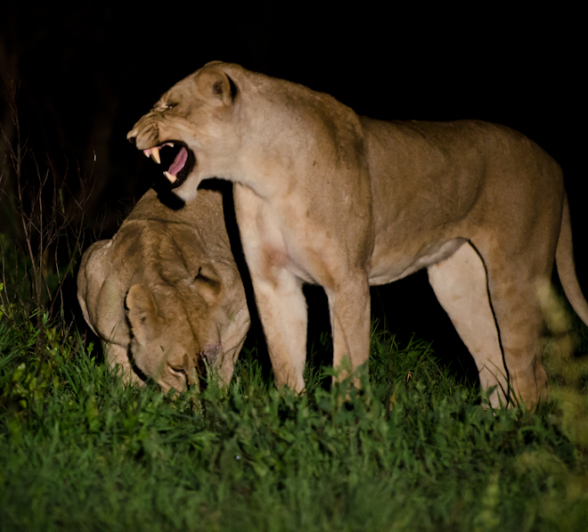 Southern Pride 6 Southern Pride 6
