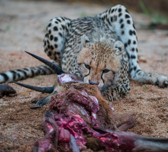 Cheetah Cub Kill1 Cheetah Cub Kill1