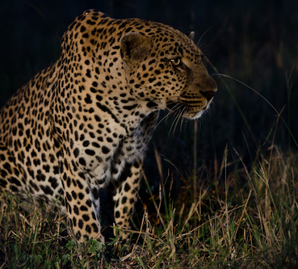 Leopard Fight 2 Leopard Fight 2