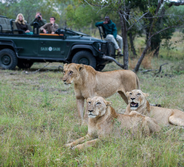 Lion Kill 2 Lion Kill 2