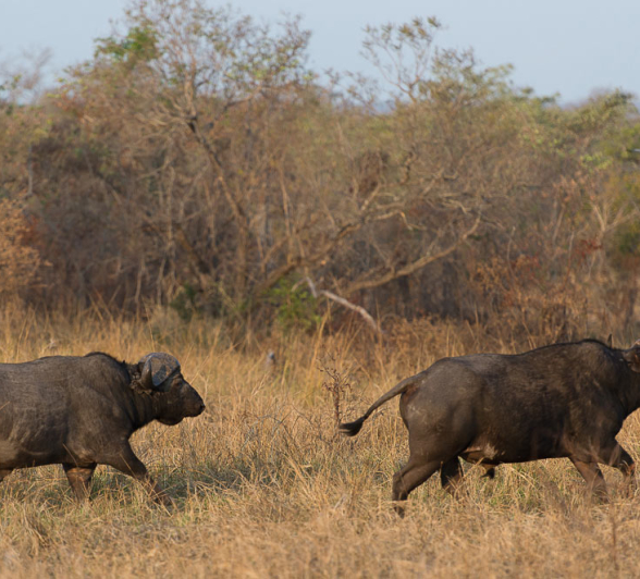Lion Hunt Buffalo 4 Lion Hunt Buffalo 4
