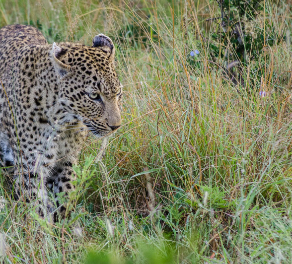 Warthog Wallow Mafazi 2 Warthog Wallow Mafazi 2