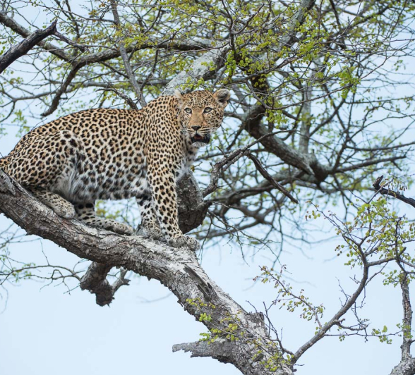 15Terry Ennever Ww Hyenas11 15Terry Ennever Ww Hyenas11