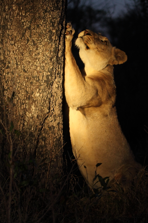 lioness sharpenning her claws