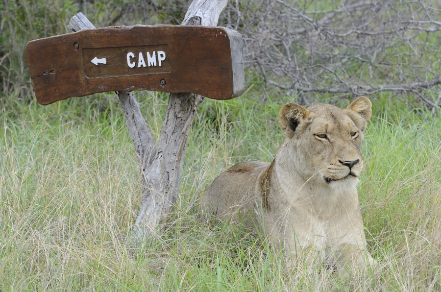 Lion Camp Sign Lion Camp Sign