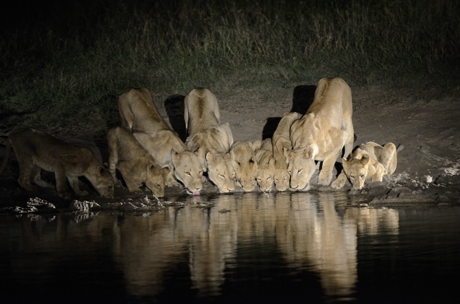 Southern Pride Drinking Southern Pride Drinking