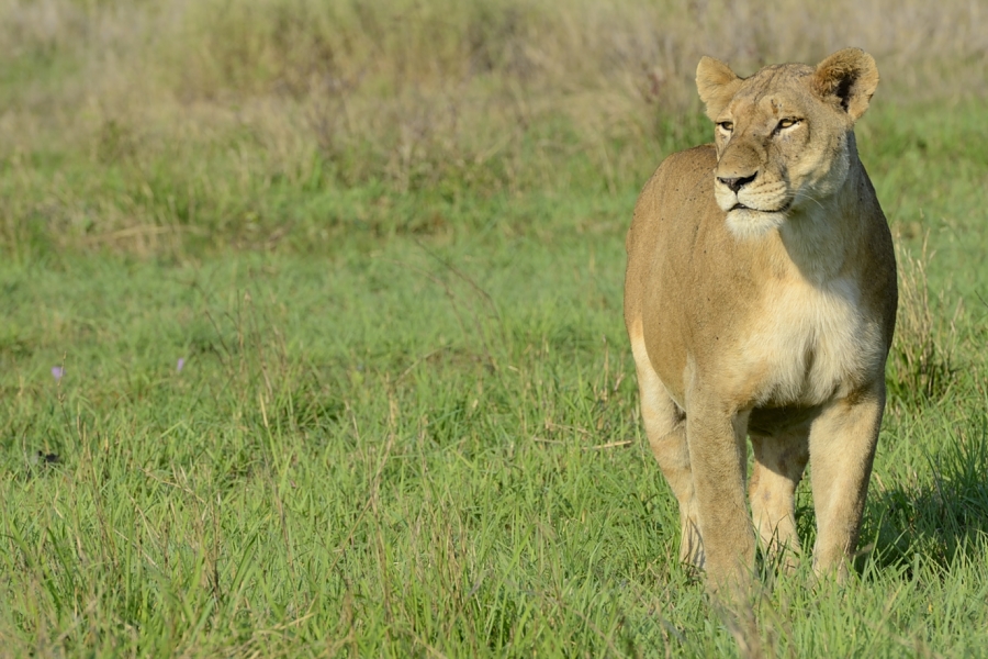 Southern Pride Female 3 Southern Pride Female 3