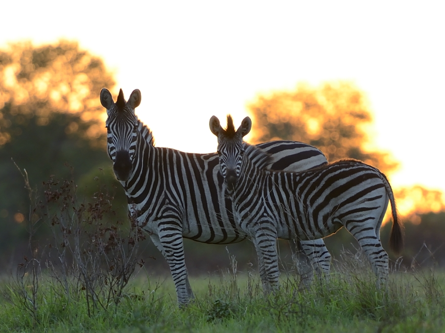 Zebra Sunset Zebra Sunset