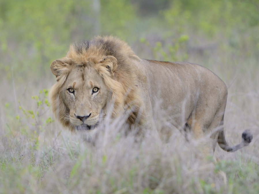 Big Male Lion At Sabi Sabi Big Male Lion At Sabi Sabi