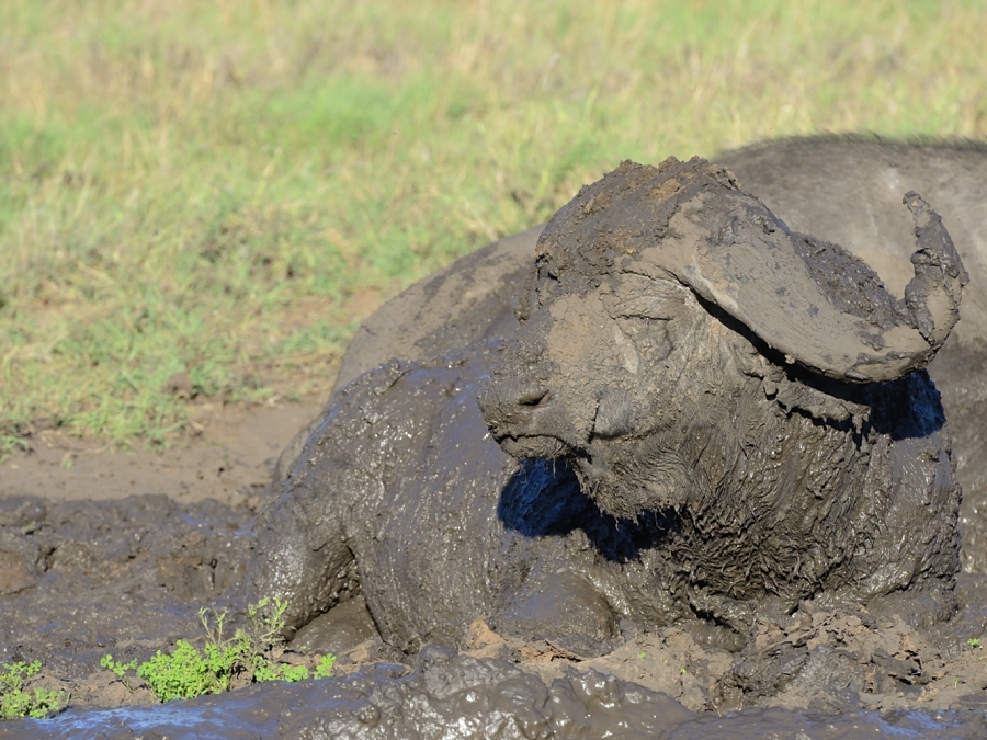 Buffalo In The Mud Buffalo In The Mud
