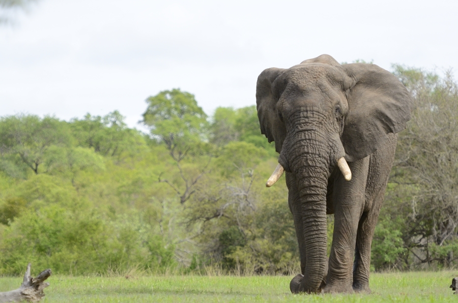 Elephant At Sabi Sabi On Safari Elephant At Sabi Sabi On Safari