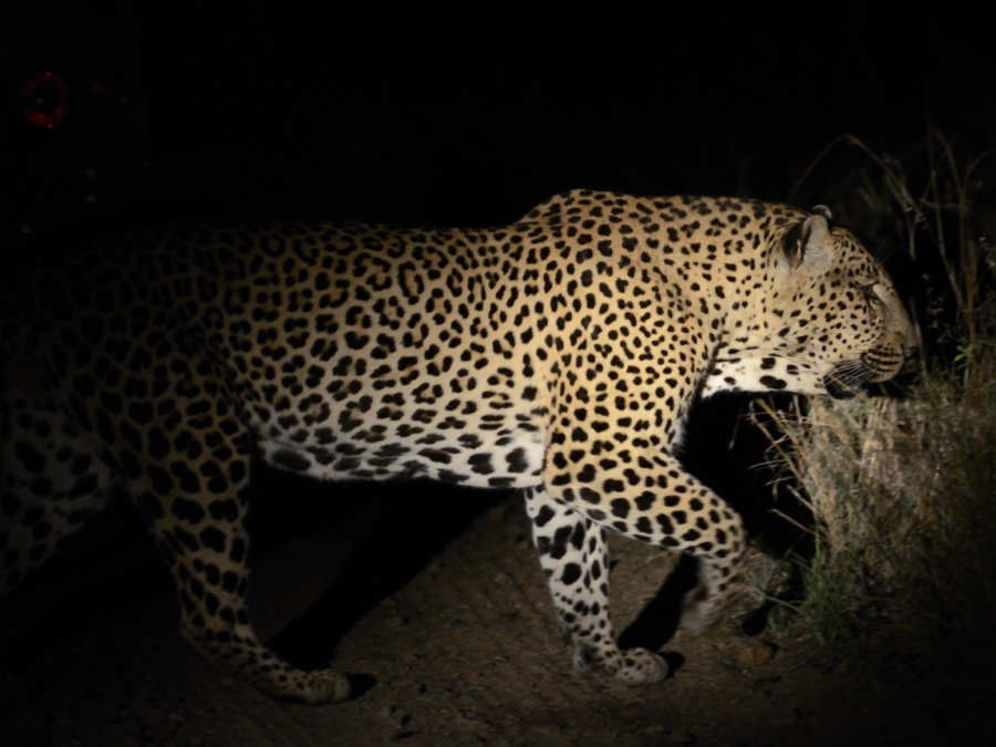 Leopard On The Hunt Leopard On The Hunt