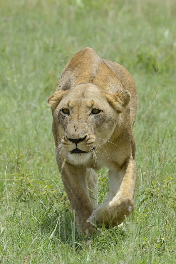 Lioness Stalking Lioness Stalking