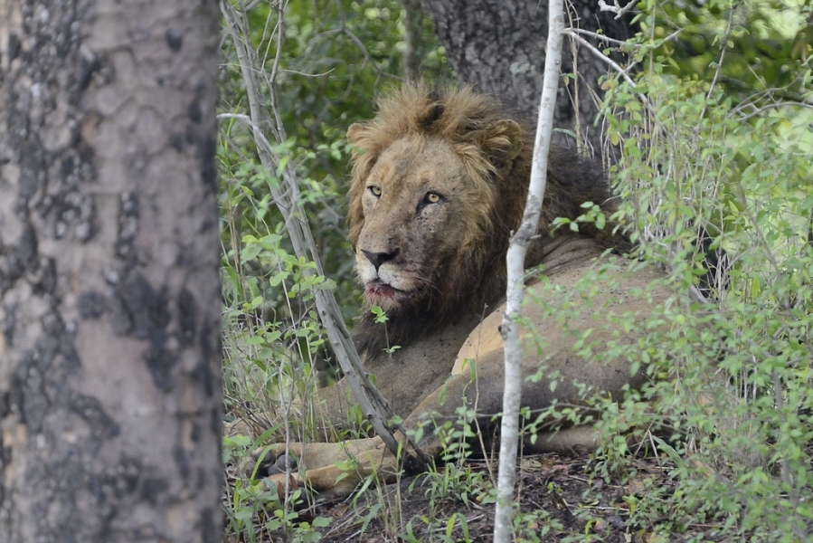 Male Lion At Sabi Sabi Male Lion At Sabi Sabi