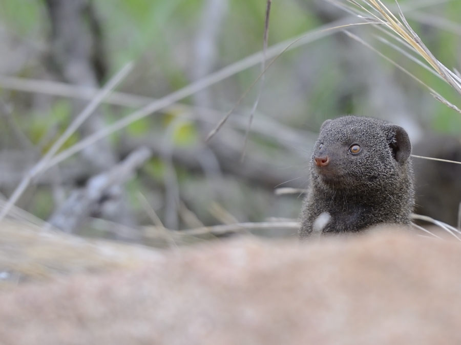 Mongoose At Sabi Sabi Mongoose At Sabi Sabi