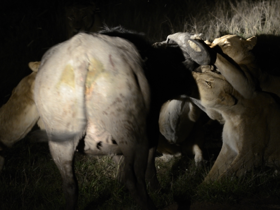Southern Pride Kill Buffalo 3 Southern Pride Kill Buffalo 3