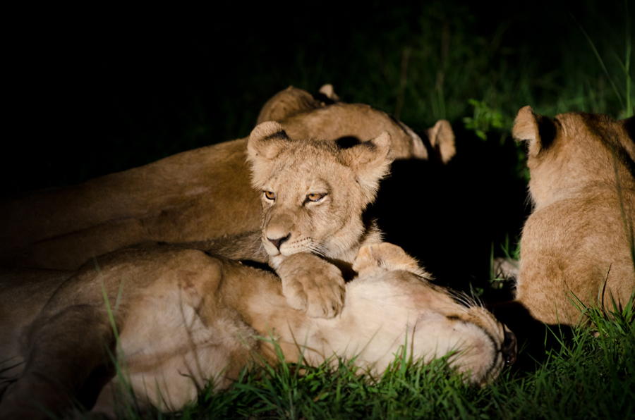 Southern Pride 3 Southern Pride 3