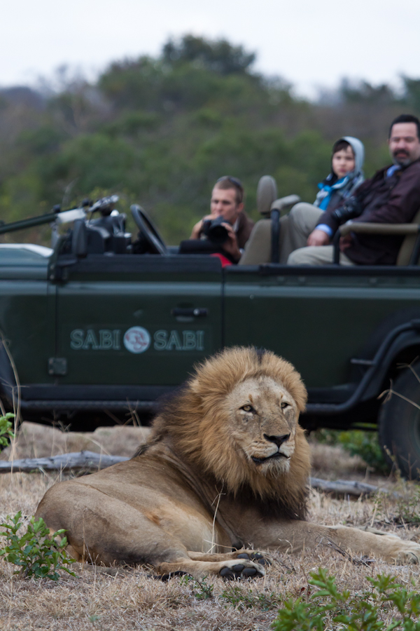male lion while on safari at sabi sabi private game reserve