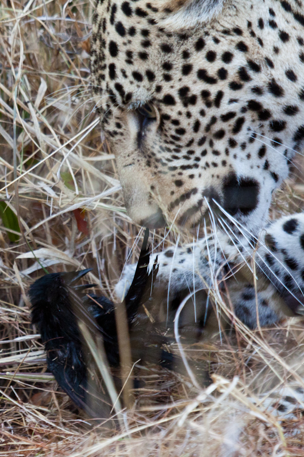 leopard