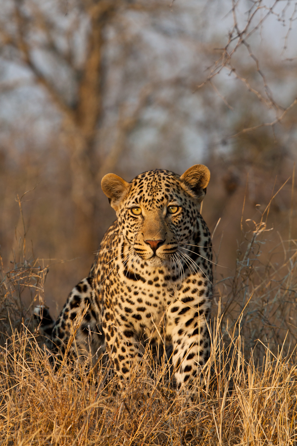 leopard stalking at sabi sabi