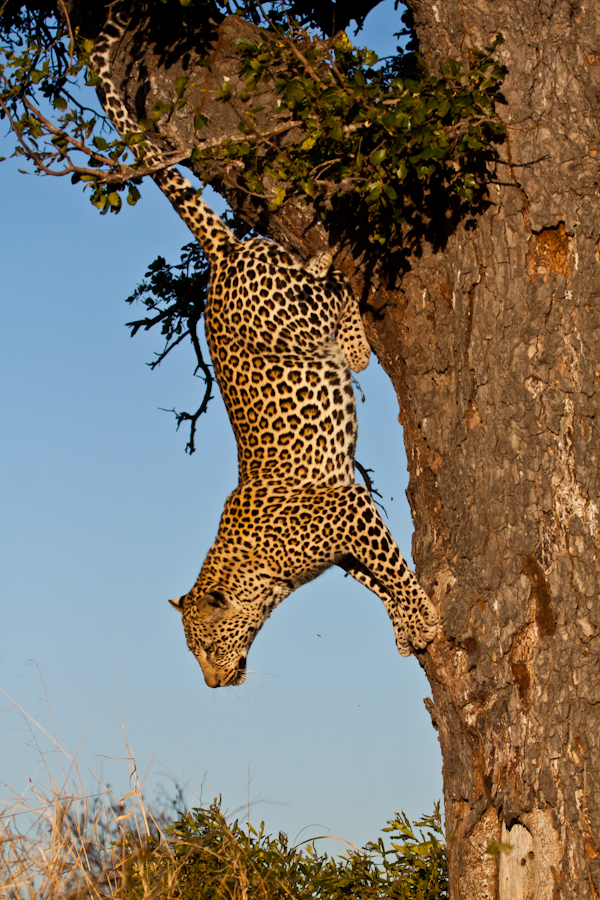 leopard coming down a tree at sabi sabi