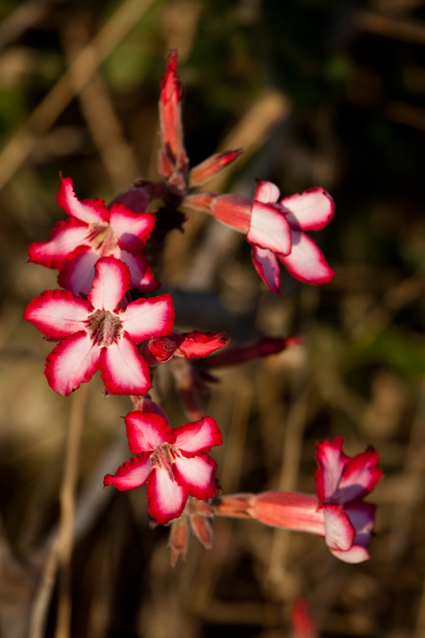 flowers at sabi sabi