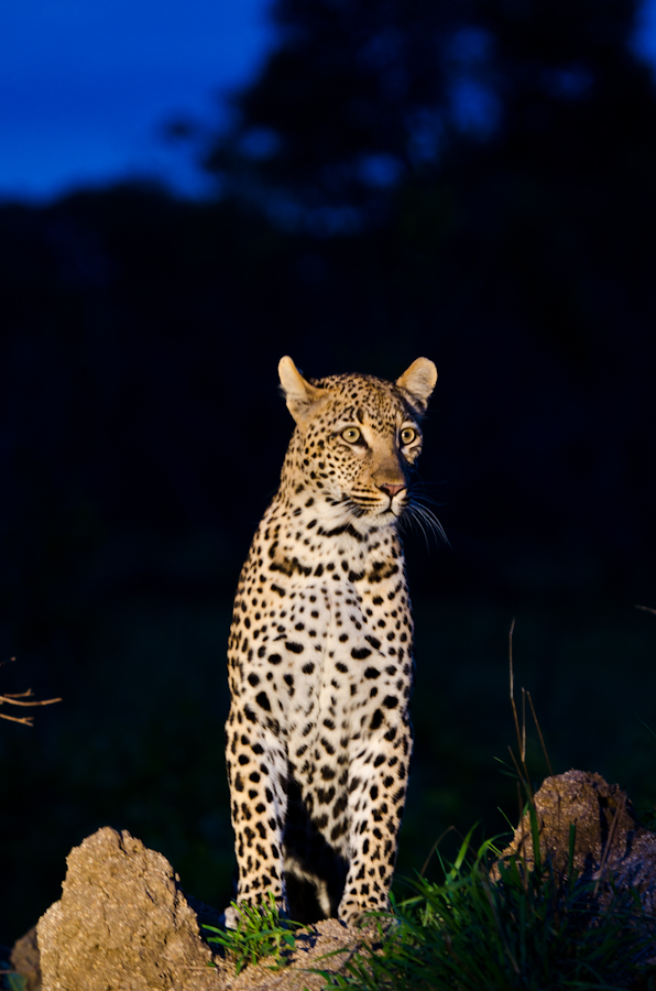 leopard