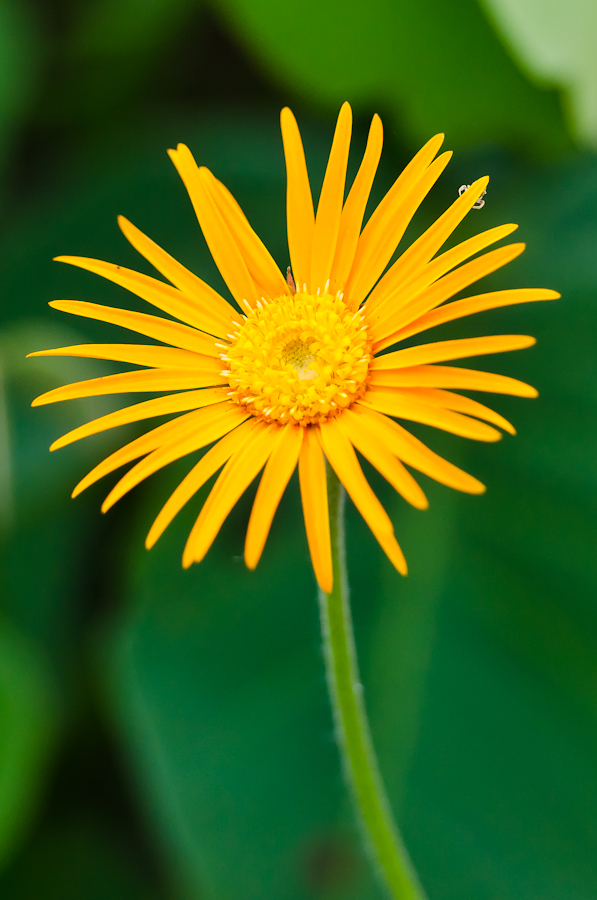 cropped flower
