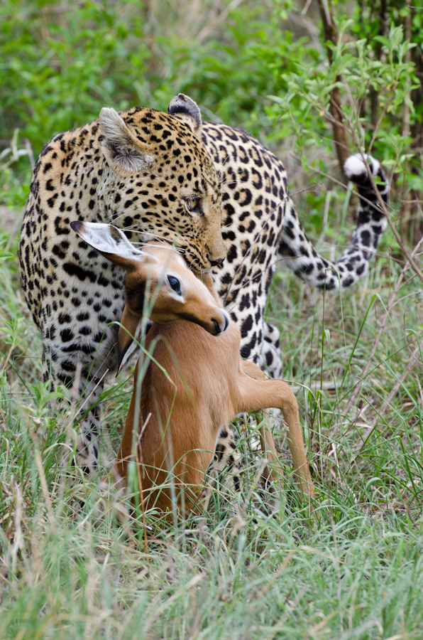 leopard on impala kill