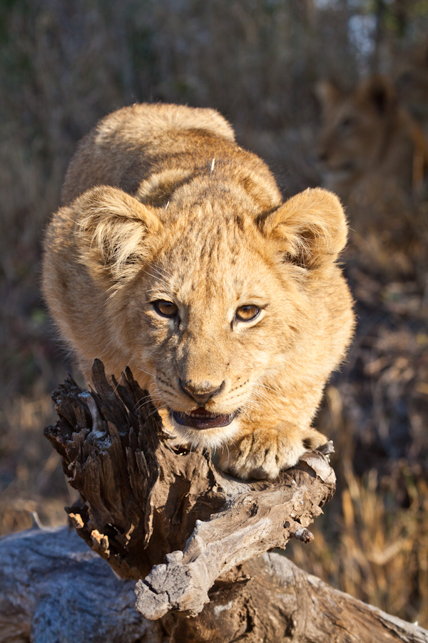 lion cub in tree