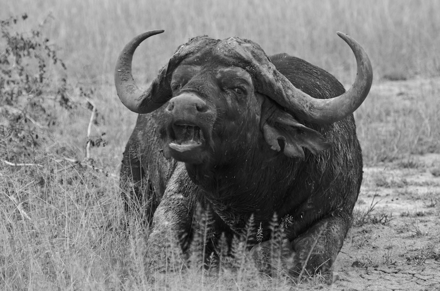 Buffalo Buffalo