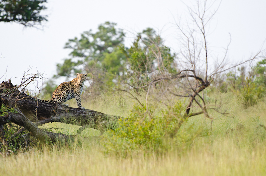 Leopard Leopard