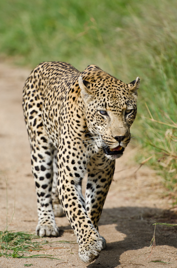 Male Leopard Male Leopard