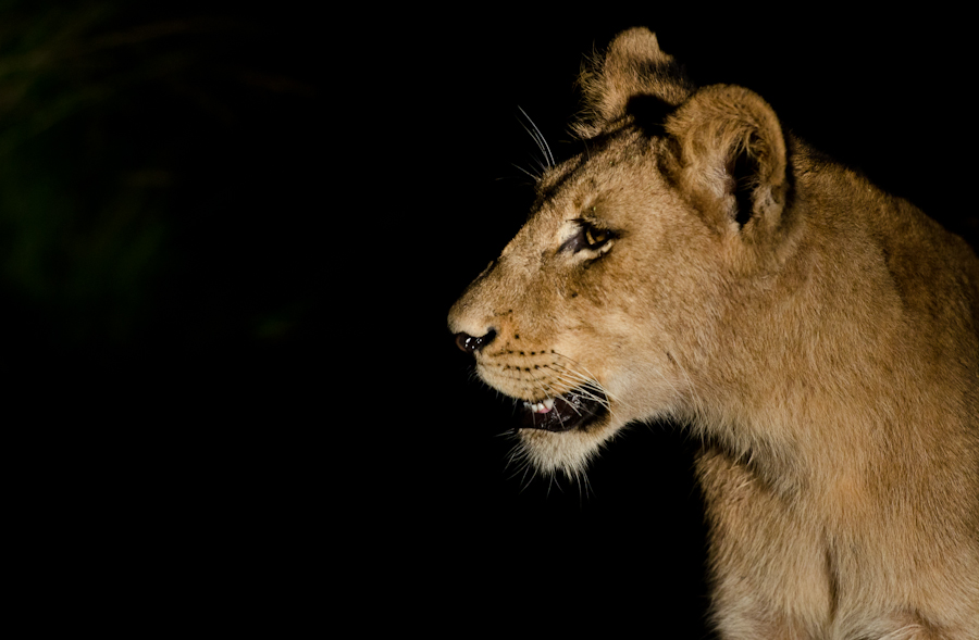 Southern Pride Lions 3 Southern Pride Lions 3
