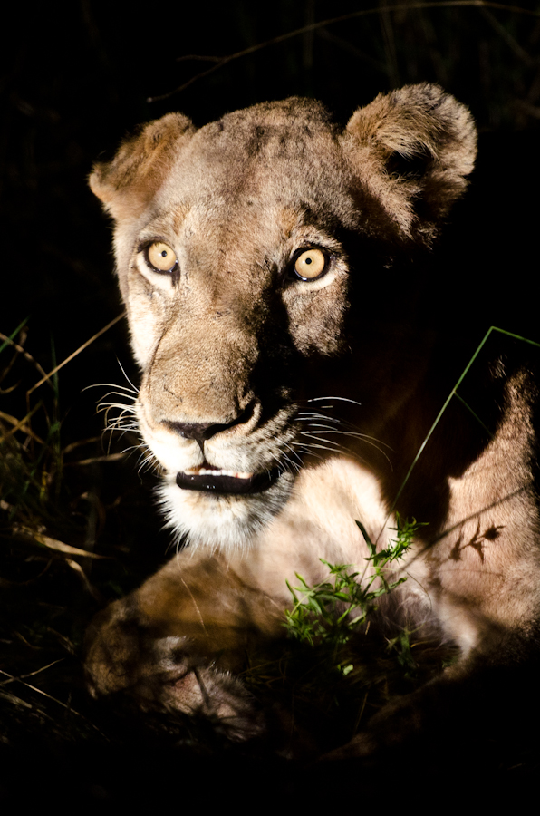 Southern pride lioness at Sabi Sabi