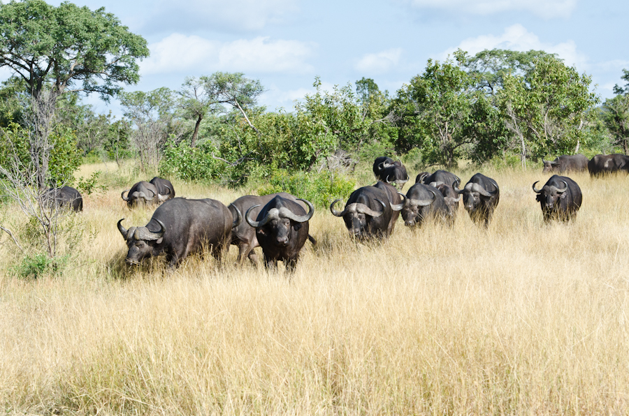 Buffalo Herd Buffalo Herd